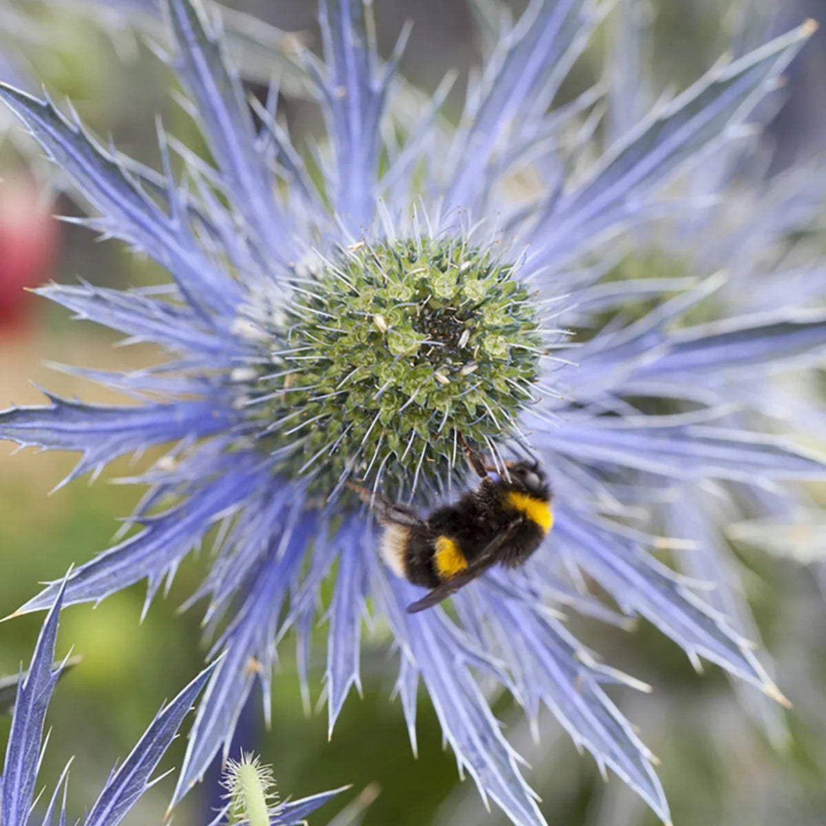 Van Set Pollinator Sea Jos Plant Full Sun Zyverden Perennial 3 lb 1 Roots Eijking of Blue Holly