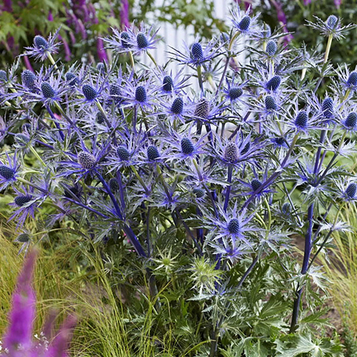 Van Set Pollinator Sea Jos Plant Full Sun Zyverden Perennial 3 lb 1 Roots Eijking of Blue Holly