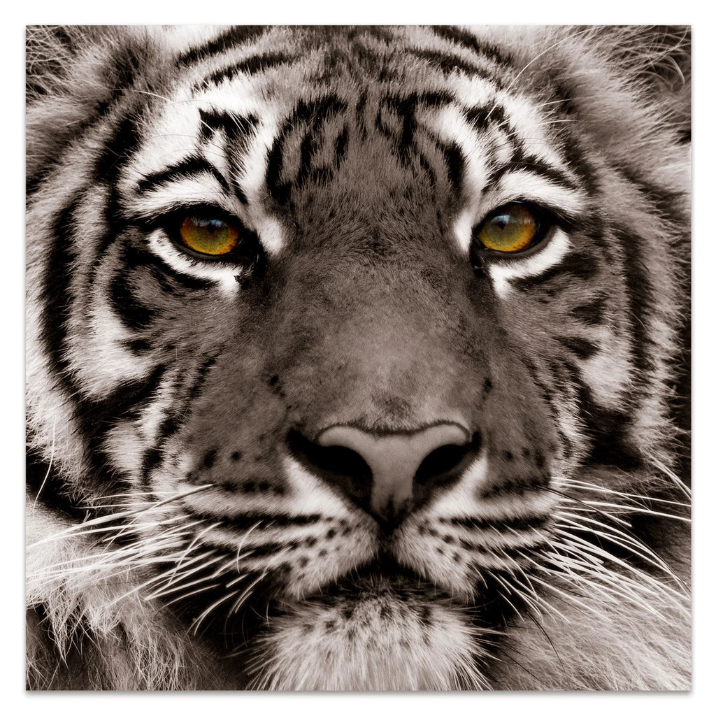Graphic 0.2", Wall of Free Art, 38" x Empire Hang Direct to the Ready Glass Tiger x Eye Frameless Panel Tempered 38" Floating Art