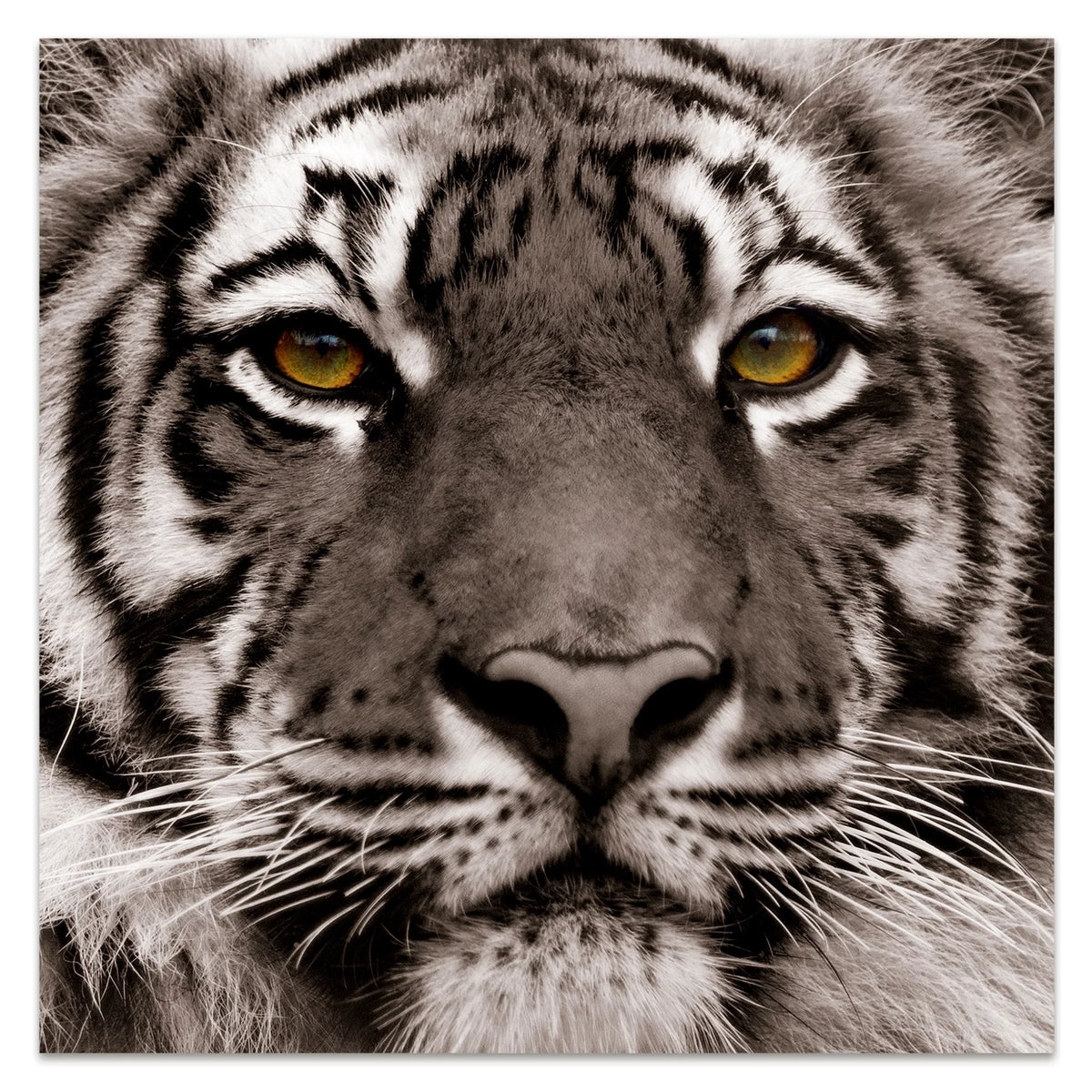 Graphic 0.2", Wall of Free Art, 38" x Empire Hang Direct to the Ready Glass Tiger x Eye Frameless Panel Tempered 38" Floating Art