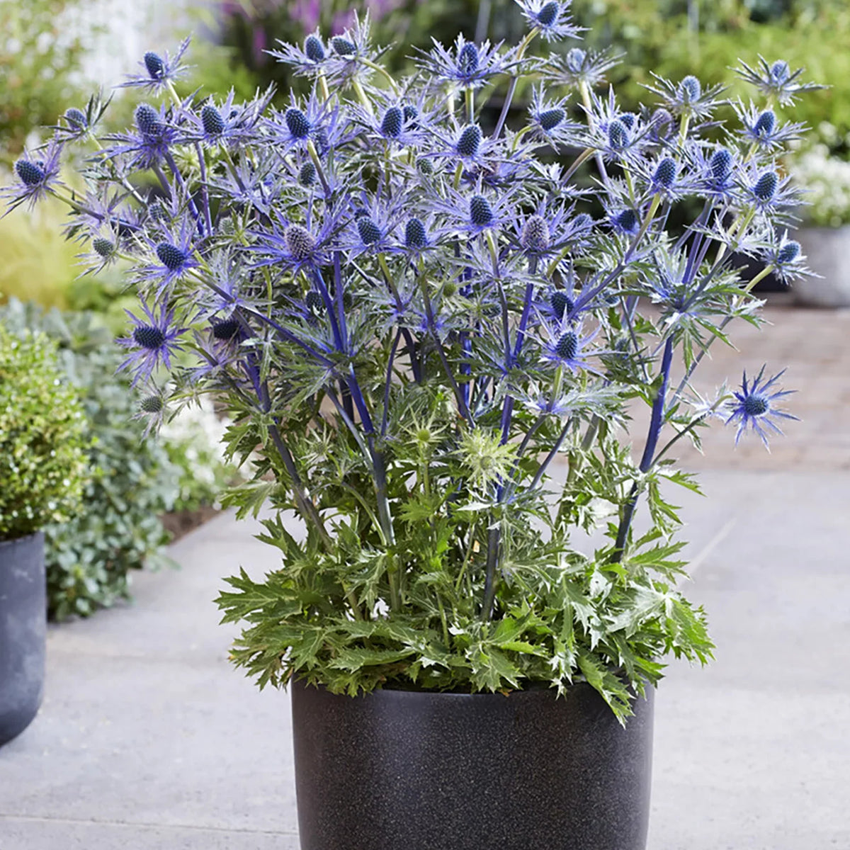 Van Set Pollinator Sea Jos Plant Full Sun Zyverden Perennial 3 lb 1 Roots Eijking of Blue Holly
