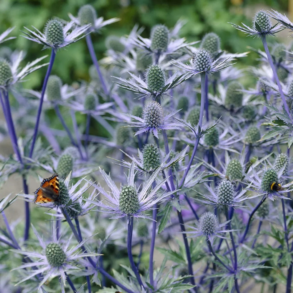 Van Set Pollinator Sea Jos Plant Full Sun Zyverden Perennial 3 lb 1 Roots Eijking of Blue Holly