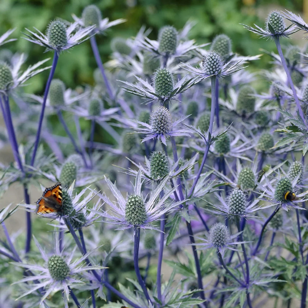Van Set Pollinator Sea Jos Plant Full Sun Zyverden Perennial 3 lb 1 Roots Eijking of Blue Holly