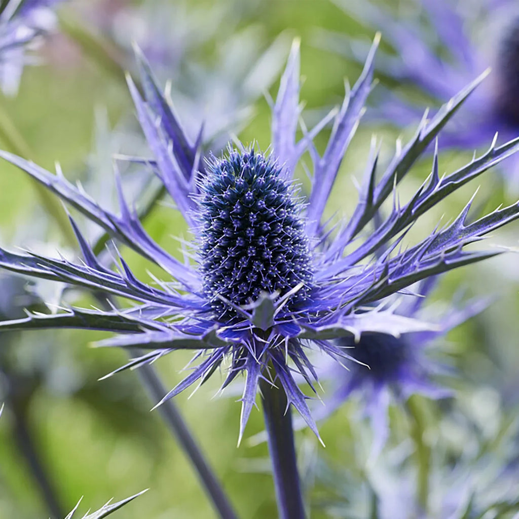 Van Set Pollinator Sea Jos Plant Full Sun Zyverden Perennial 3 lb 1 Roots Eijking of Blue Holly