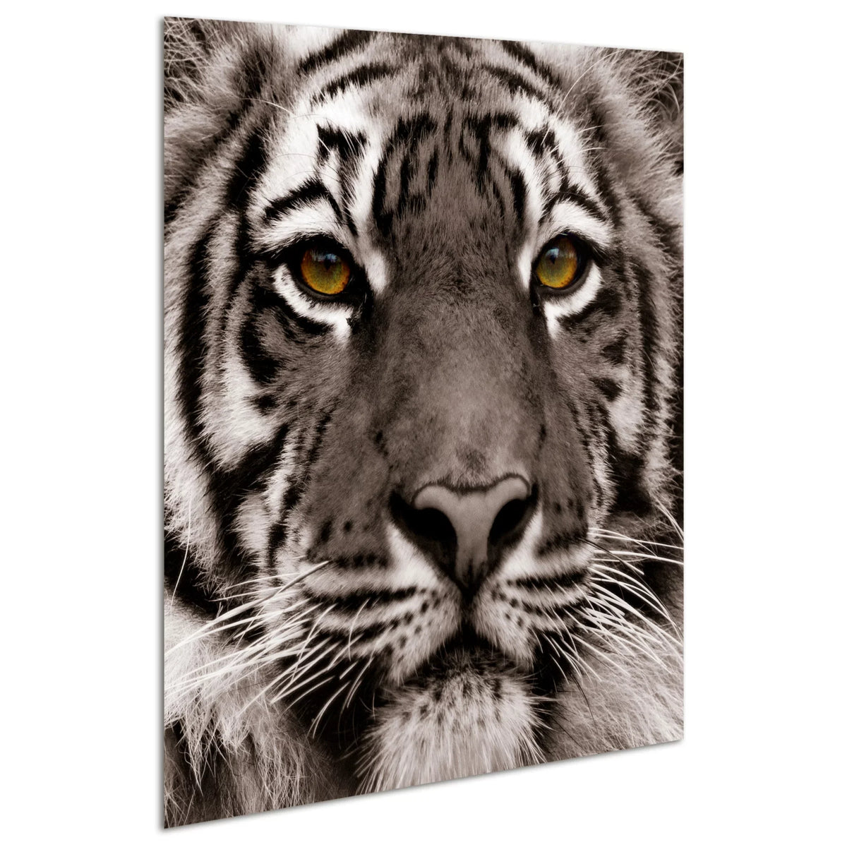 Graphic 0.2", Wall of Free Art, 38" x Empire Hang Direct to the Ready Glass Tiger x Eye Frameless Panel Tempered 38" Floating Art